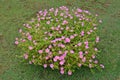 Small soft pink purslane flower bush in the lawn