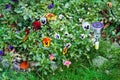 Small solar garden light with pansy flowers