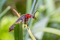 Small soldier soft beetle on green grass in fresh season nature Royalty Free Stock Photo