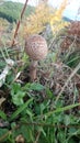 small solitary brown mushroom with white cracks
