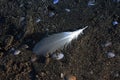 A small solitary feather of fallen gull, lost on the beach, between sand and pebbles in the cold