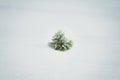 A small solitary pine tree