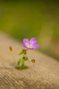 Small solitary pink flower