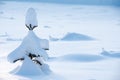 Small solitary spruce tree Picea abies in snow