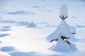 Small solitary spruce tree Picea abies in snow