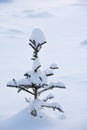 Small solitary spruce tree Picea abies in snow