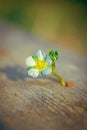 Small solitary white flower