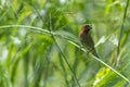 Small bird on a green grass