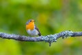 Small songbird - robin. He is sitting on a branch Royalty Free Stock Photo