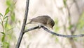 small songbird warbler sits on a tree Royalty Free Stock Photo