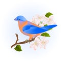 Small songbirdon Bluebird thrush on a branch apple tree vintage vector illustration editable