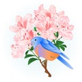 Small songbirdon Bluebird thrush and light pink rhododendron spring background vintage vector illustration editable