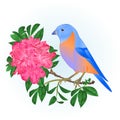 Small songbirdon Bluebird thrush and pinkrhododendron spring background vintage vector illustration editable