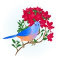 Small songbirdon Bluebird thrush and red rhododendron spring background vintage vector illustration editable