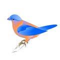 Small songbirdon Bluebird thrush on a white background vintage vector illustration editable