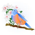Small songbirdon Bluebird thrush and white rhododendron spring background vintage vector illustration editable