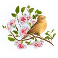 Small songbirdon thrush and branch white hibiscus spring background vintage vector illustration editable