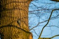 Small songbirds sit in the trees and enjoy the warm sun