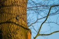 Small songbirds sit in the trees and enjoy the warm sun