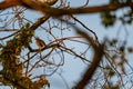 Small songbirds sit in the trees and enjoy the warm sun