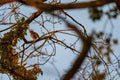 Small songbirds sit in the trees and enjoy the warm sun