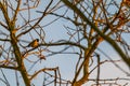 Small songbirds sit in the trees and enjoy the warm sun