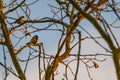 Small songbirds sit in the trees and enjoy the warm sun