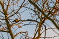 Small songbirds sit in the trees and enjoy the warm sun