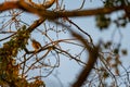 Small songbirds sit in the trees and enjoy the warm sun