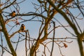 Small songbirds sit in the trees and enjoy the warm sun