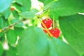 red, berry, fruit, cherry, tree, nature, green, plant, leaf, food, branch, ripe, berries, forest, summer, leaves, garden, bush, co Royalty Free Stock Photo