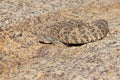 Perfectly Camouflaged Southwestern Speckeld Rattlesnake Crotalus mitchellii pyyrhus on granite boulder in California