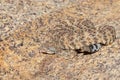 Camouflaged Southwestern Speckeld Rattlesnake Crotalus mitchellii pyyrhus on granite boulder in California