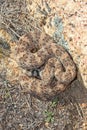 Southwestern Speckeld Rattlesnake Crotalus mitchellii pyyrhus coiled next to granite boulder