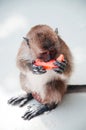 Small southeast asian monkey eats watermelon on the beach of Phi