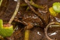 Small Southern Frog Royalty Free Stock Photo