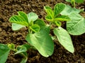 Small soya plants Royalty Free Stock Photo