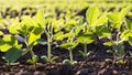 Small soybean plants Royalty Free Stock Photo