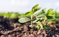 Small soybean plants Royalty Free Stock Photo