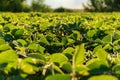 Small soybean plants. Small lush soybean leaves. Growing soybeans in an agricultural field. Soybean crops