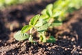 Small soybean plants