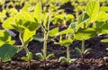 Small soybean plants Royalty Free Stock Photo
