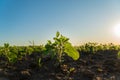 A small soybean seedling grows in a field. Close-up of soybean sprouts growing in an agricultural field. Soybean plants at sunset Royalty Free Stock Photo