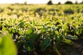 Small soybean sprouts after the rain. Raindrops on soybean leaves. Soy sprouts grow in the field. Soybean field at sunset Royalty Free Stock Photo