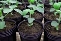 Soybean plants in black vase