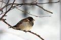 Small sparrow Royalty Free Stock Photo