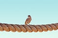 Small sparrow bird sitting on a thick twisted rope with clean blue background