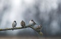 sparrow birds perch on a branch in a rainy garden Royalty Free Stock Photo