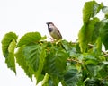 Small sparrow on the branch with luch green foliage