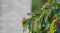 Small sparrow on cherry tree. Sparrow eating cherries on a branch. Royalty Free Stock Photo